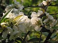 20110410_Aqua_Chow 160